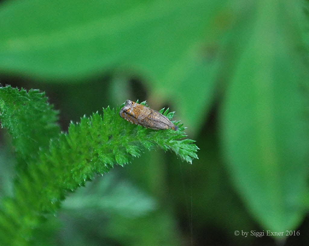 Dichrorampha plumbana