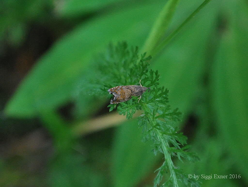 Dichrorampha plumbana