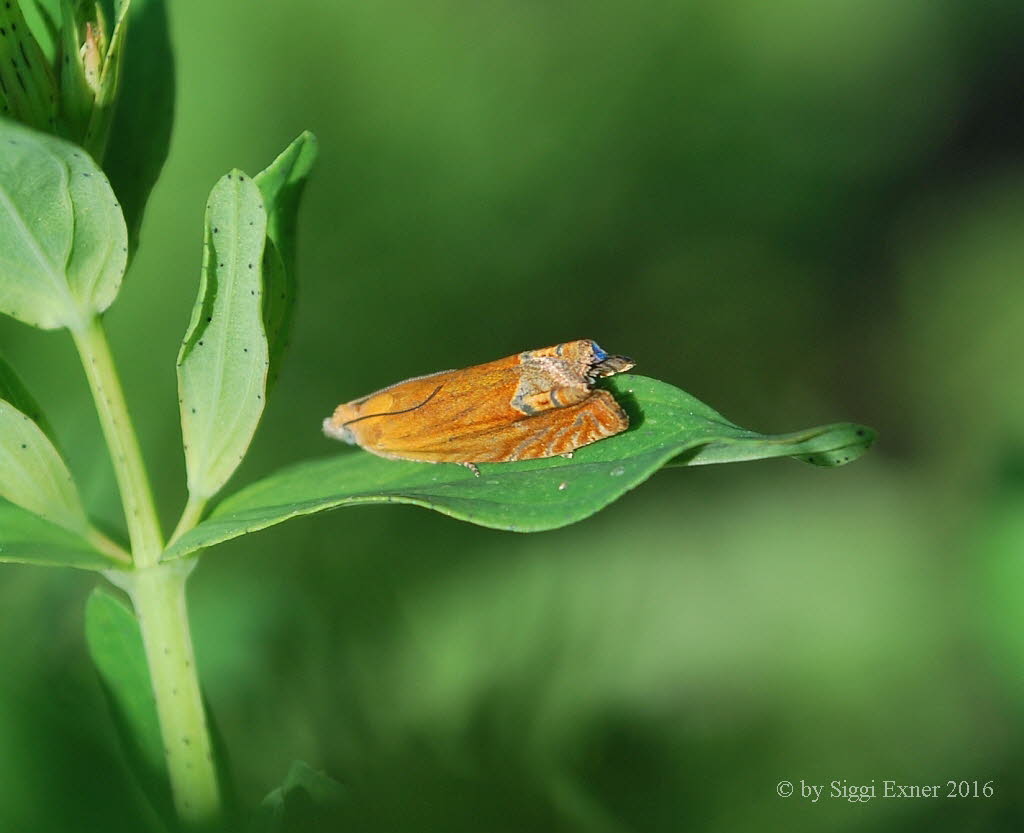 Lathronympha strigana