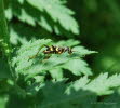 Echter Widderbock Clytus arietis