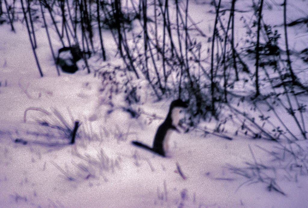 Hermelin /Groer Wiesel  Mustela erminea