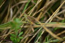 Wiesengrashpfer Chorthippus dorsatus