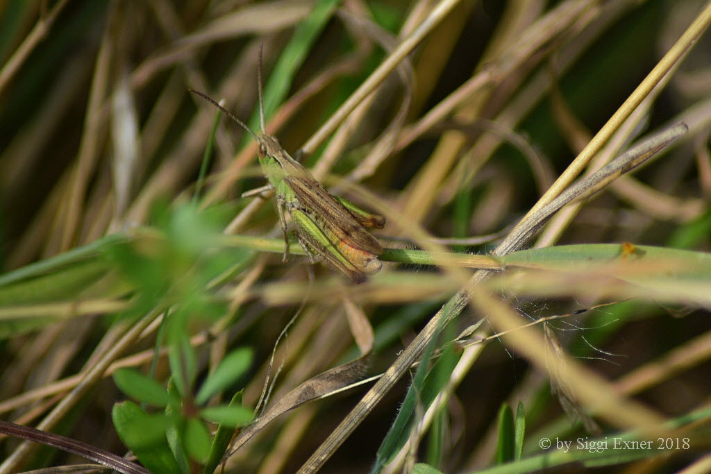 Wiesengrashpfer Chorthippus dorsatus