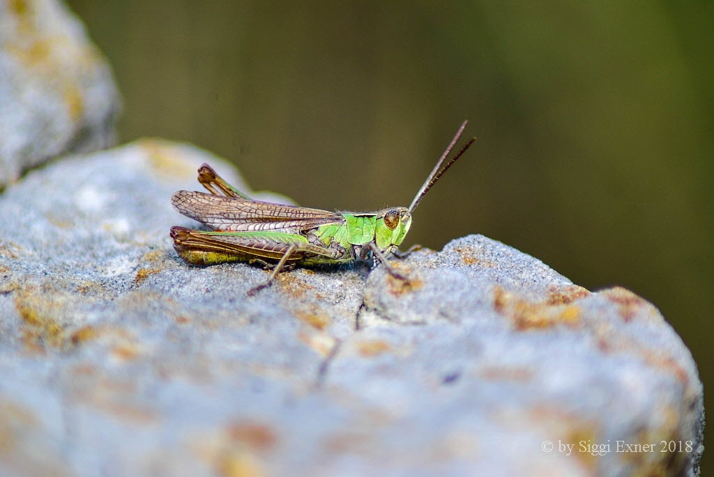 Wiesengrashpfer Chorthippus dorsatus