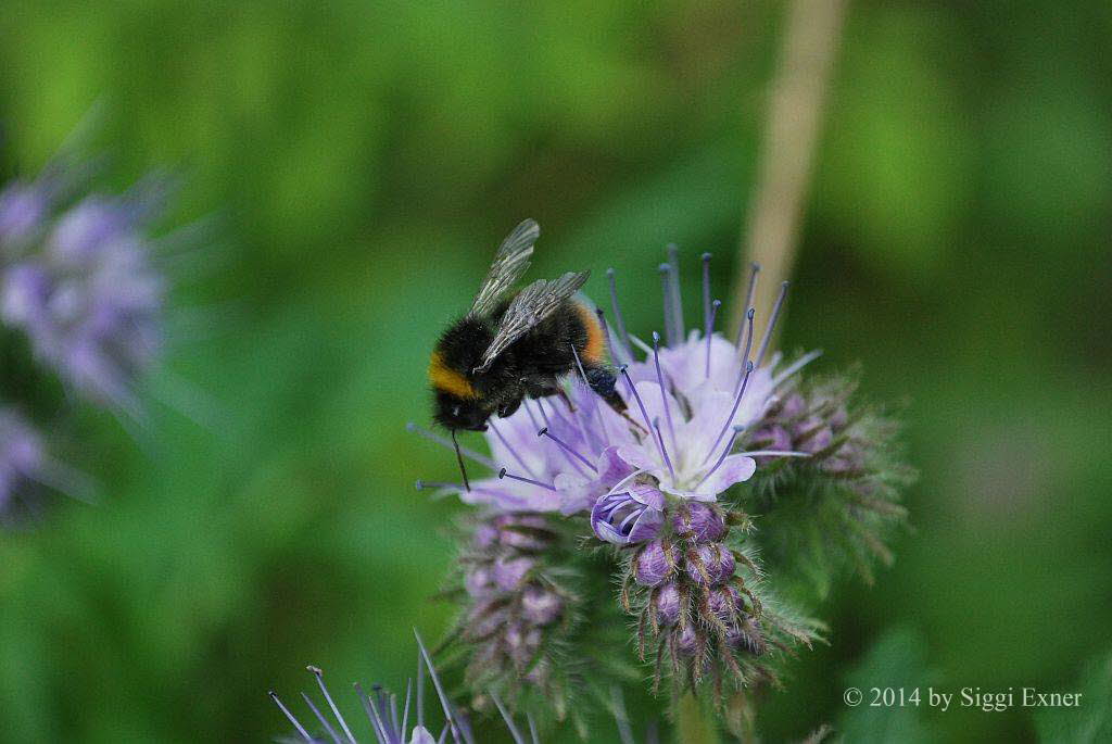 Wiesenhummel Bombus pratorum