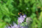 Wiesenhummel Bombus pratorum