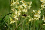 Wiesenhummel Bombus pratorum