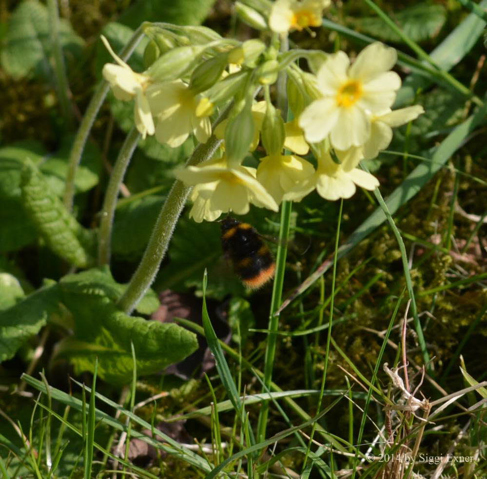 Wiesenhummel Bombus pratorum