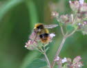 Wiesenhummel Bombus pratorum