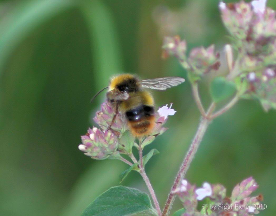 Wiesenhummel Bombus pratorum