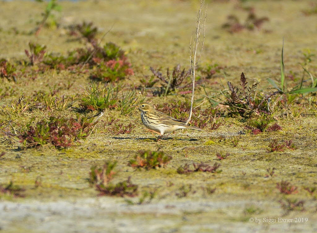 Wiesenpieper Anthus pratensis