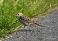 Wiesenpieper Anthus pratensis