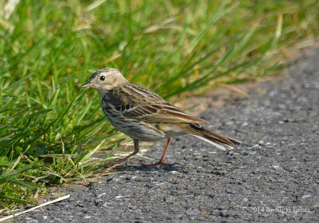 Wiesenpieper Anthus pratensis