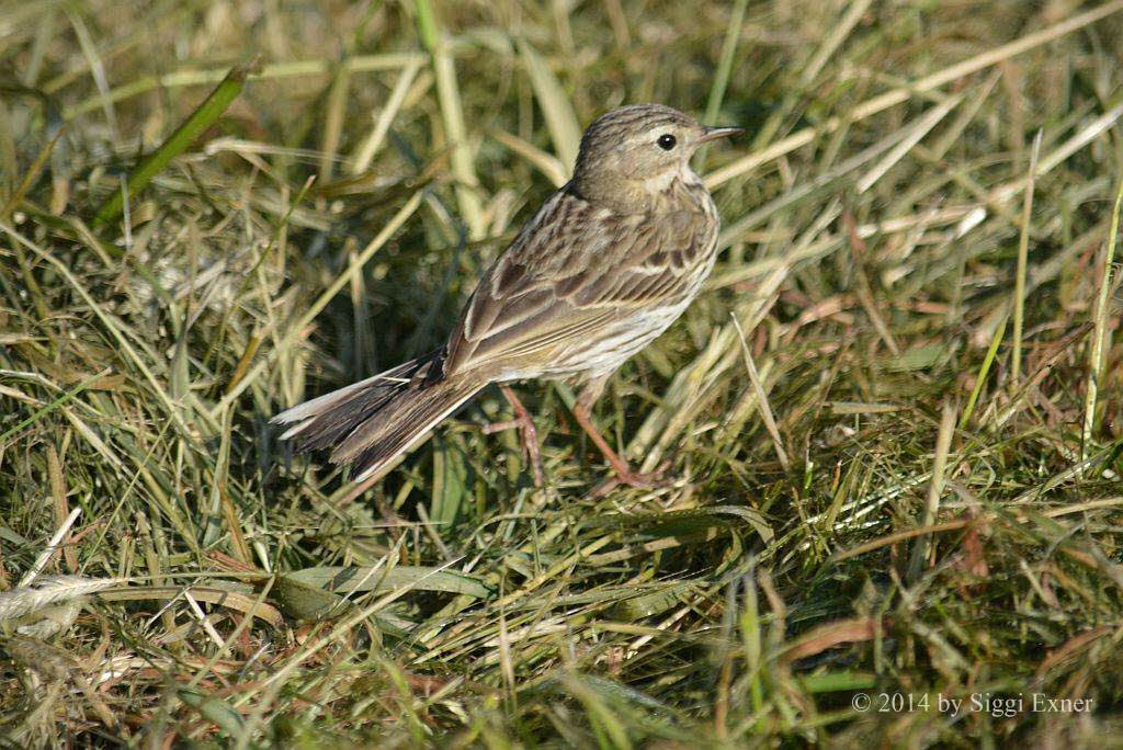 Wiesenpieper Anthus pratensis