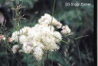 Wiesenraute, Akeleiblttrige Thalctrum aquilegiflium