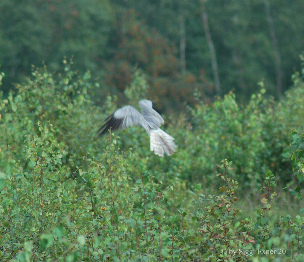 Wiesenweihe Circus pygargus