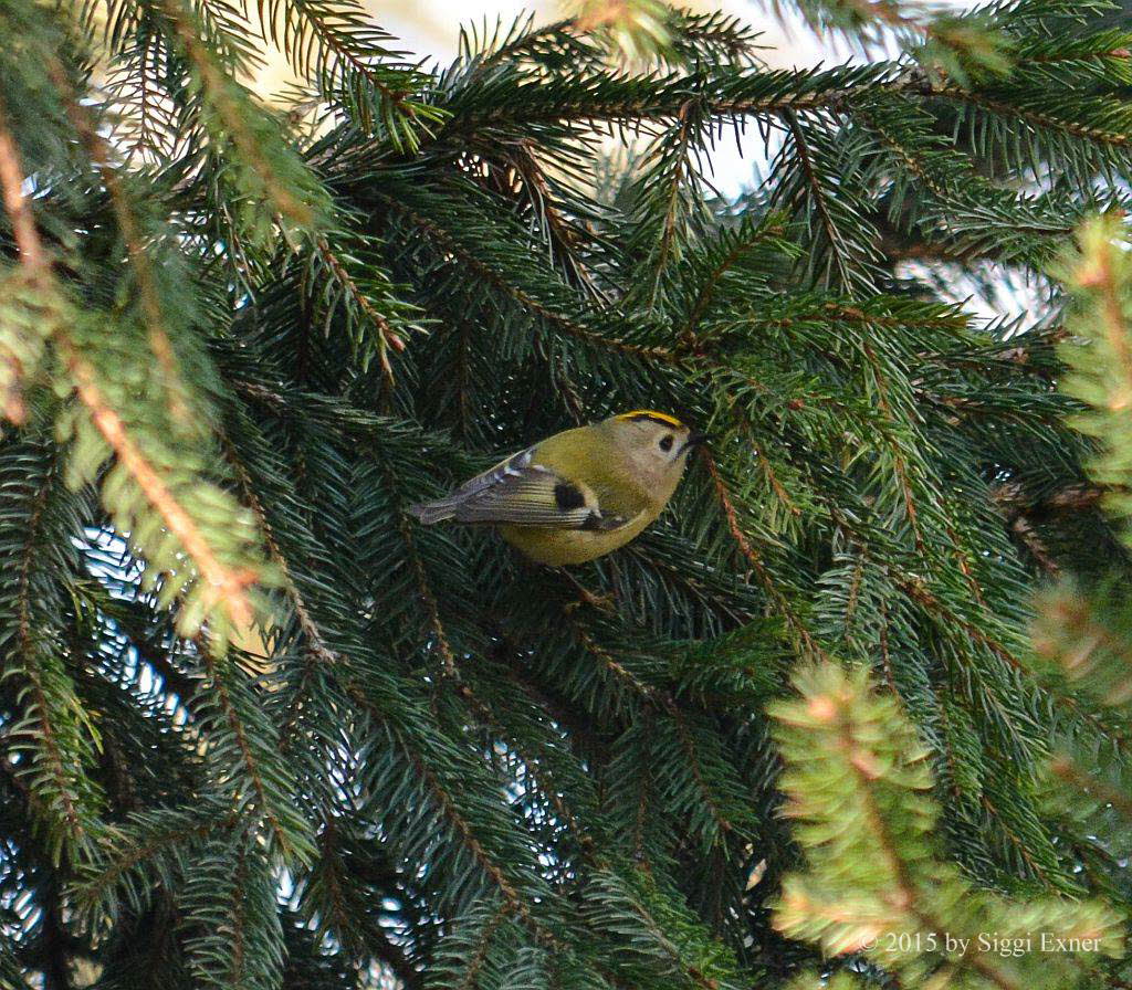 Wintergoldhhnchen Regulus regulus