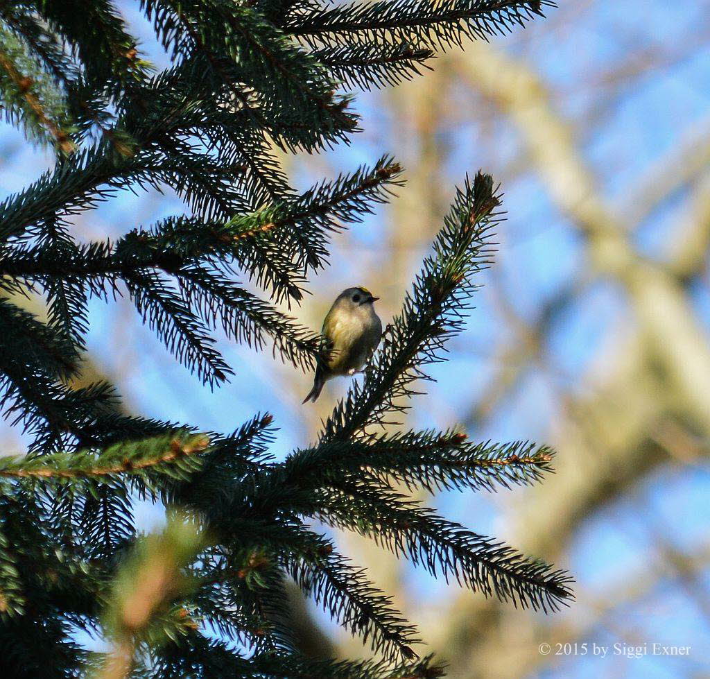 Wintergoldhhnchen Regulus regulus