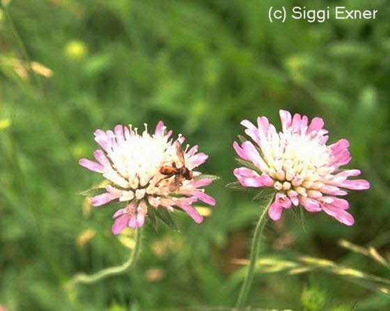 Witwenblume, Acker- Knautia arvnsis