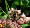 Anthidium manicatum Groe Wollbiene 