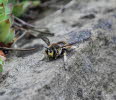 Anthidium manicatum Groe Wollbiene 