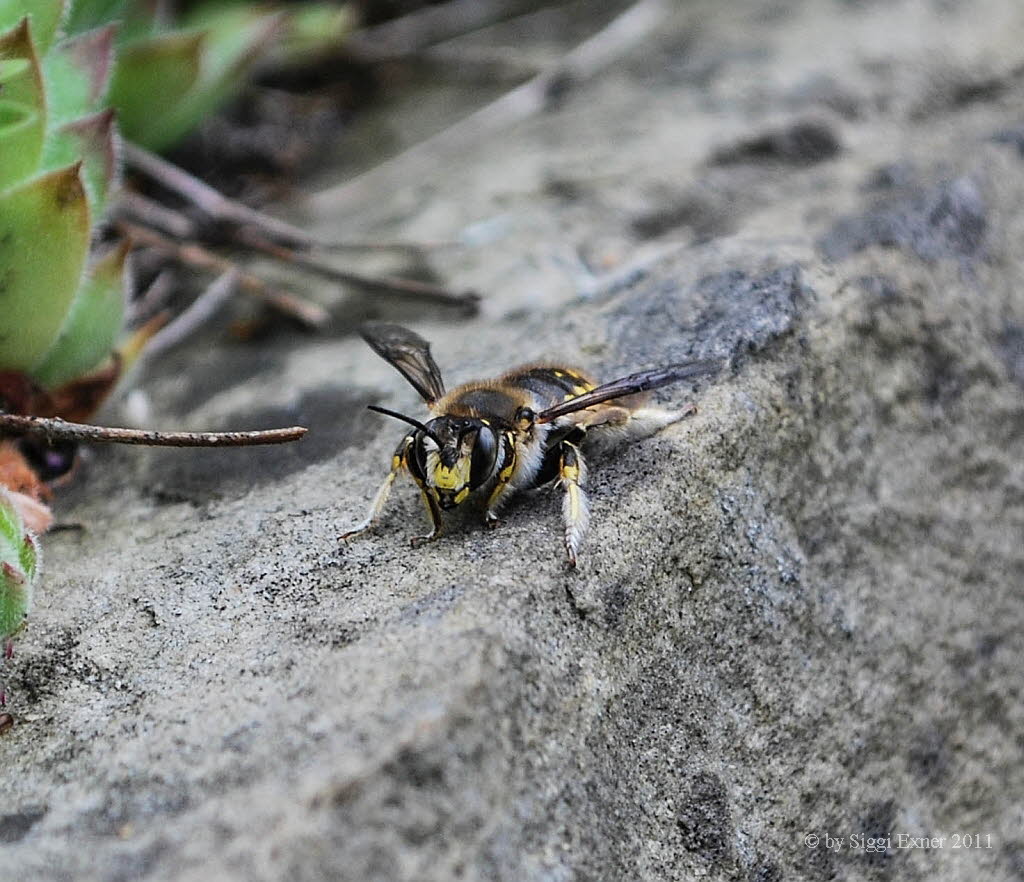 Anthidium manicatum Groe Wollbiene 