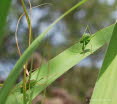 Punktierte Zartschrecke Leptophyes punctatissima