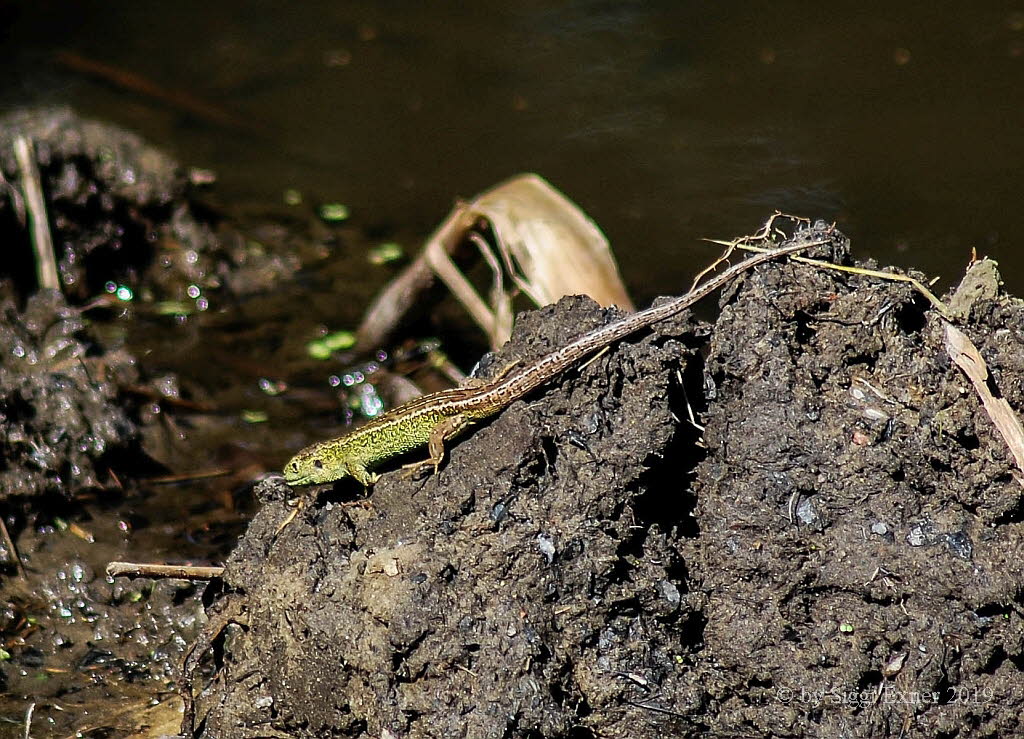 Zauneidechse Lacerta agilis