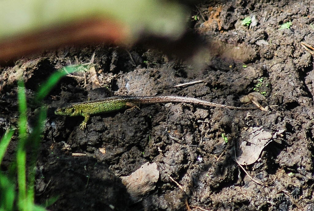 Zauneidechse Lacerta agilis