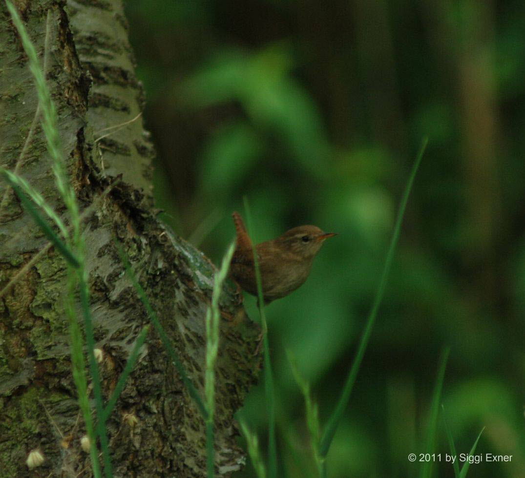 Zaunknig Troglodytes troglodytes