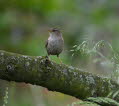 Zaunknig Troglodytes troglodytes