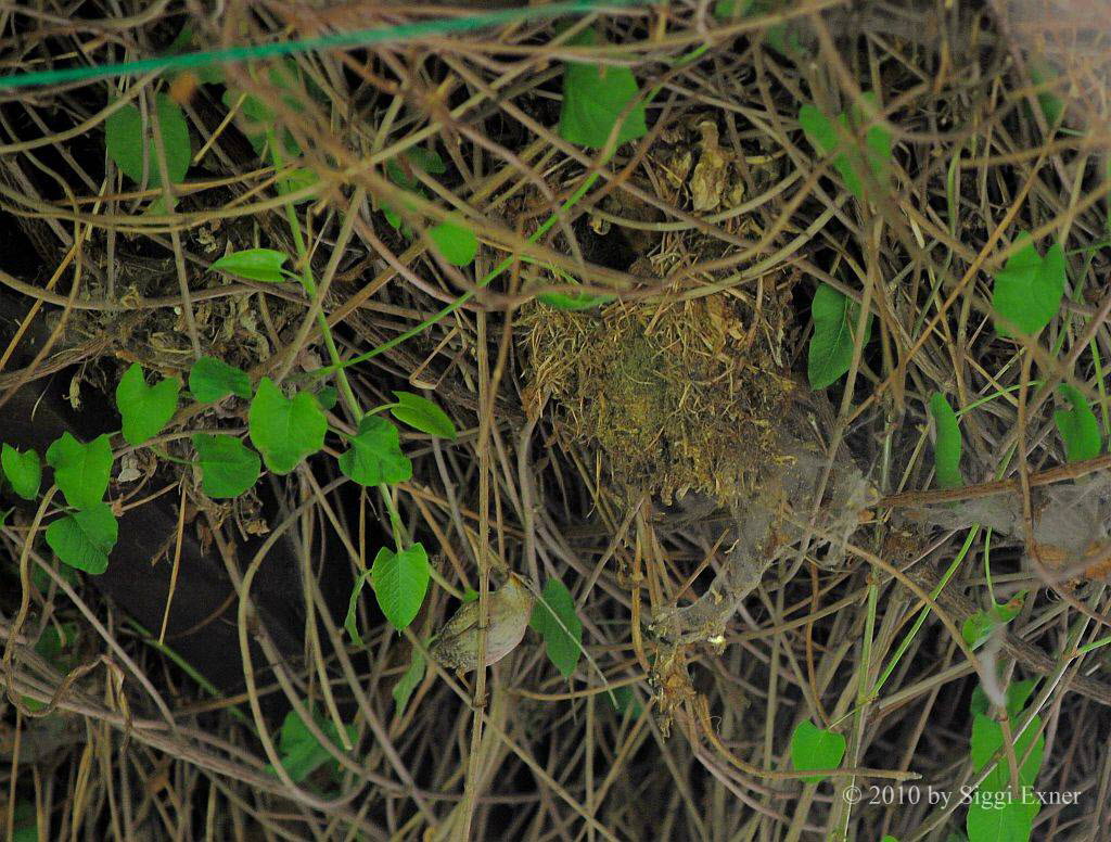 Zaunknig Troglodytes troglodytes