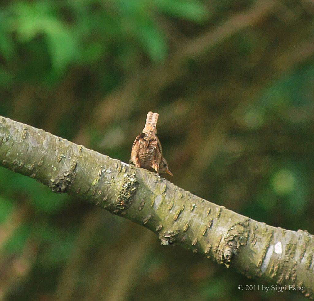 Zaunknig Troglodytes troglodytes