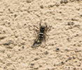 Zebra-Springspinne Salticus scenicus