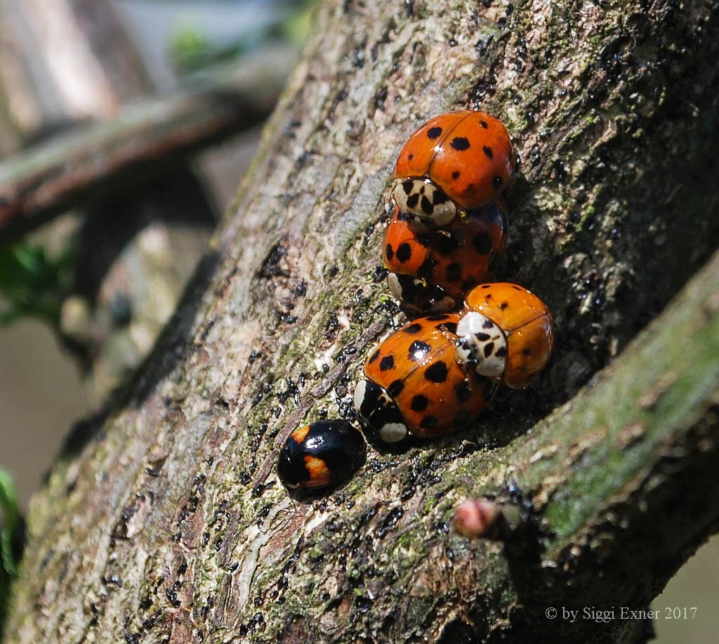 Asiatischer Marienkfer Harmonia axyridis