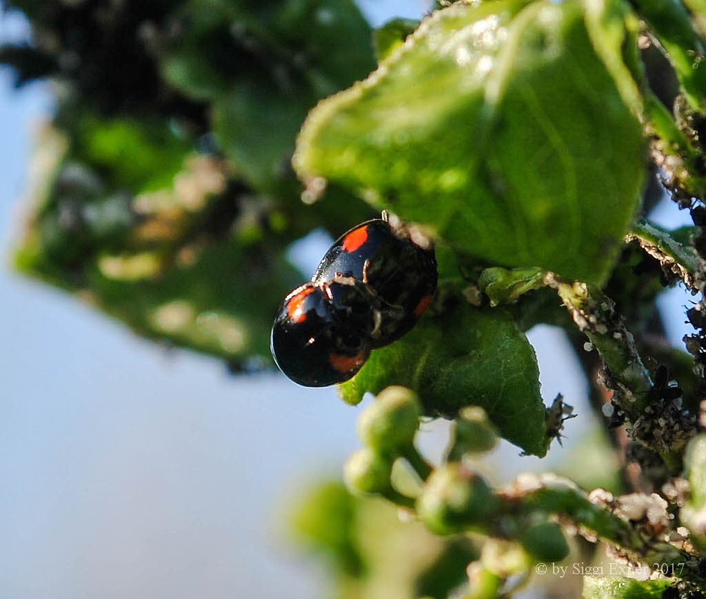 Zehnpunkt-M. Adalia decempunctata