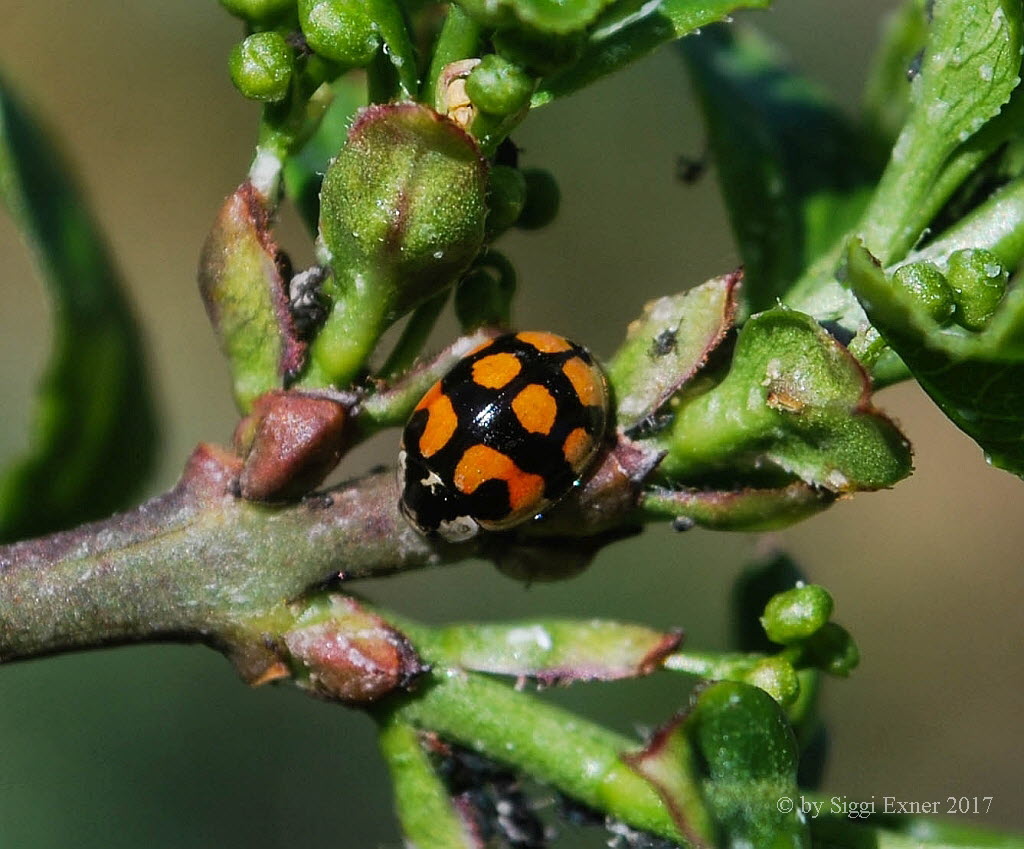 Zehnpunkt-M. Adalia decempunctata