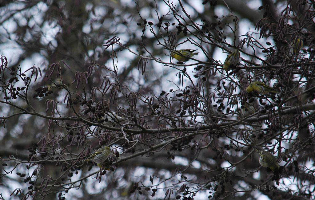 (Erlen)Zeisig Carduelis spinus