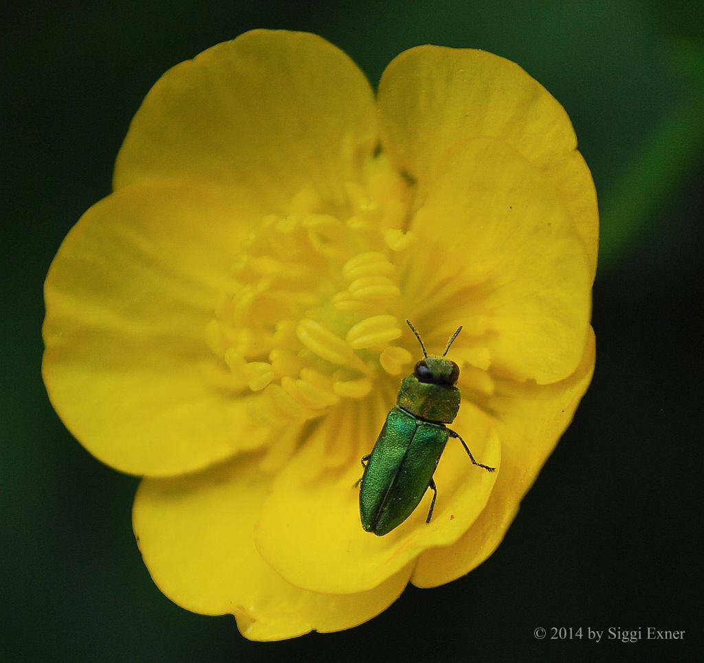 Zierlicher Prachtkfer Anthaxia nitidula