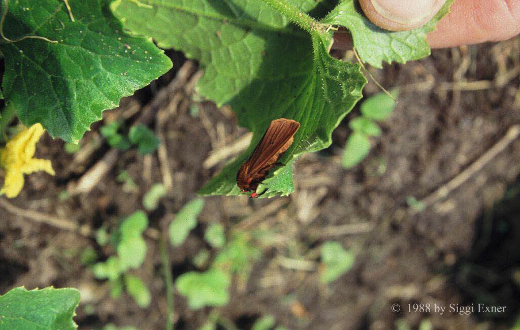 Zimtbr Phragmatobia fuliginosa 