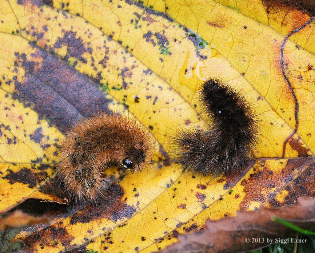 Zimtbr Phragmatobia fuliginosa 