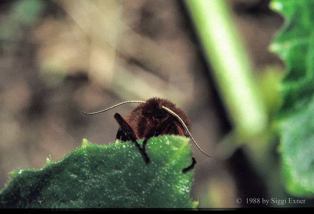 Zimtbr Phragmatobia fuliginosa 