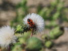 Zimtwanze Corizus hyoscyami