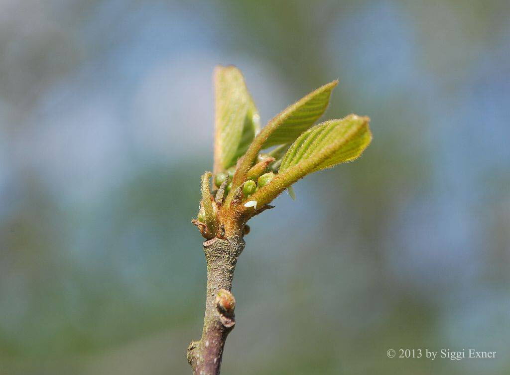 Zitronenfalter Gonepteryx rhamni