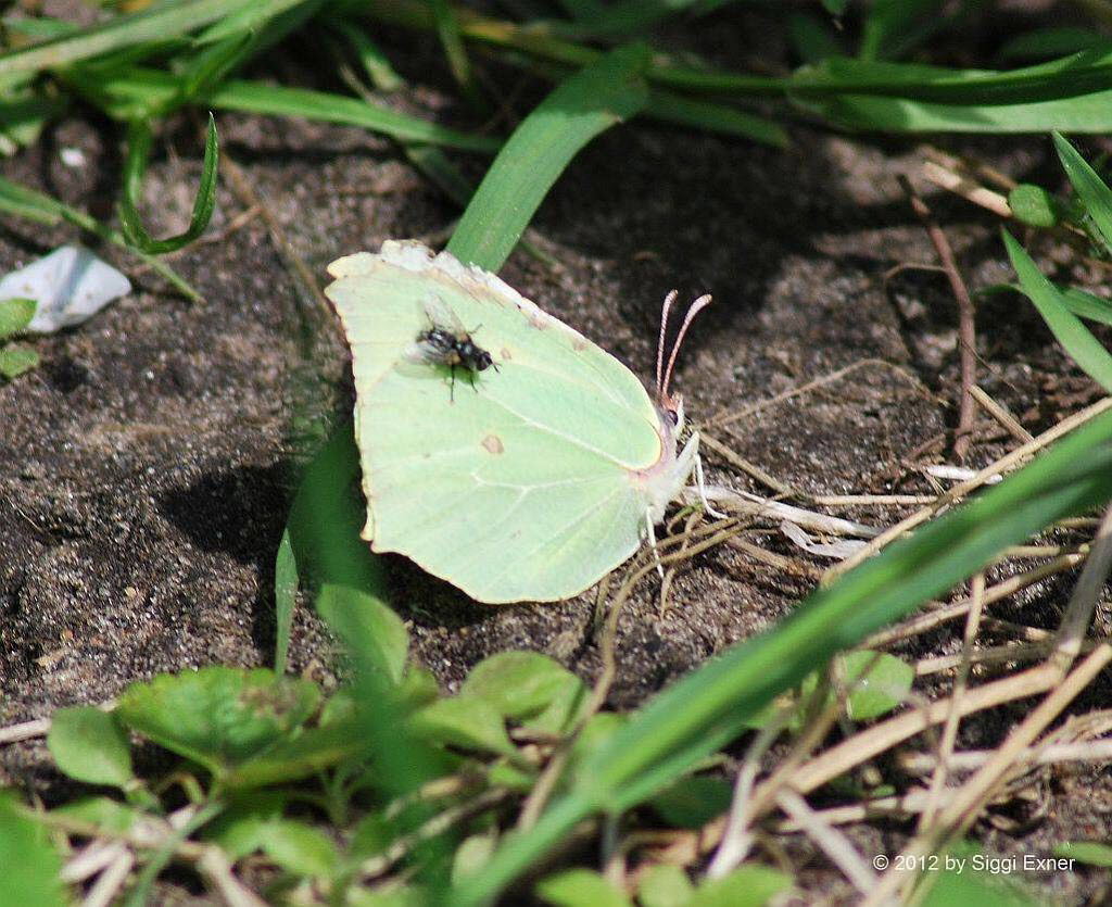 Zitronenfalter Gonepteryx rhamni