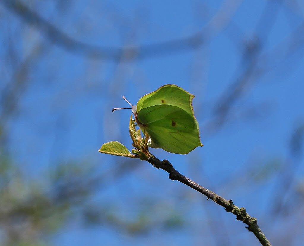 Zitronenfalter Gonepteryx rhamni