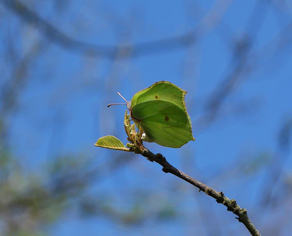 Zitronenfalter Gonepteryx rhamni