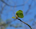 Zitronenfalter Gonepteryx rhamni