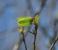 Zitronenfalter Gonepteryx rhamni