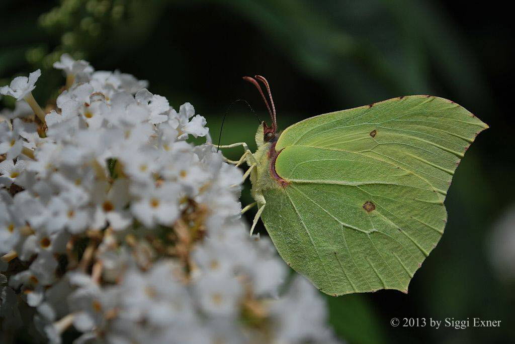 Zitronenfalter Gonepteryx rhamni